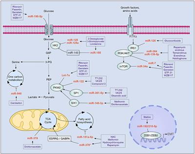 MicroRNAs in Tumor Cell Metabolism: Roles and Therapeutic Opportunities